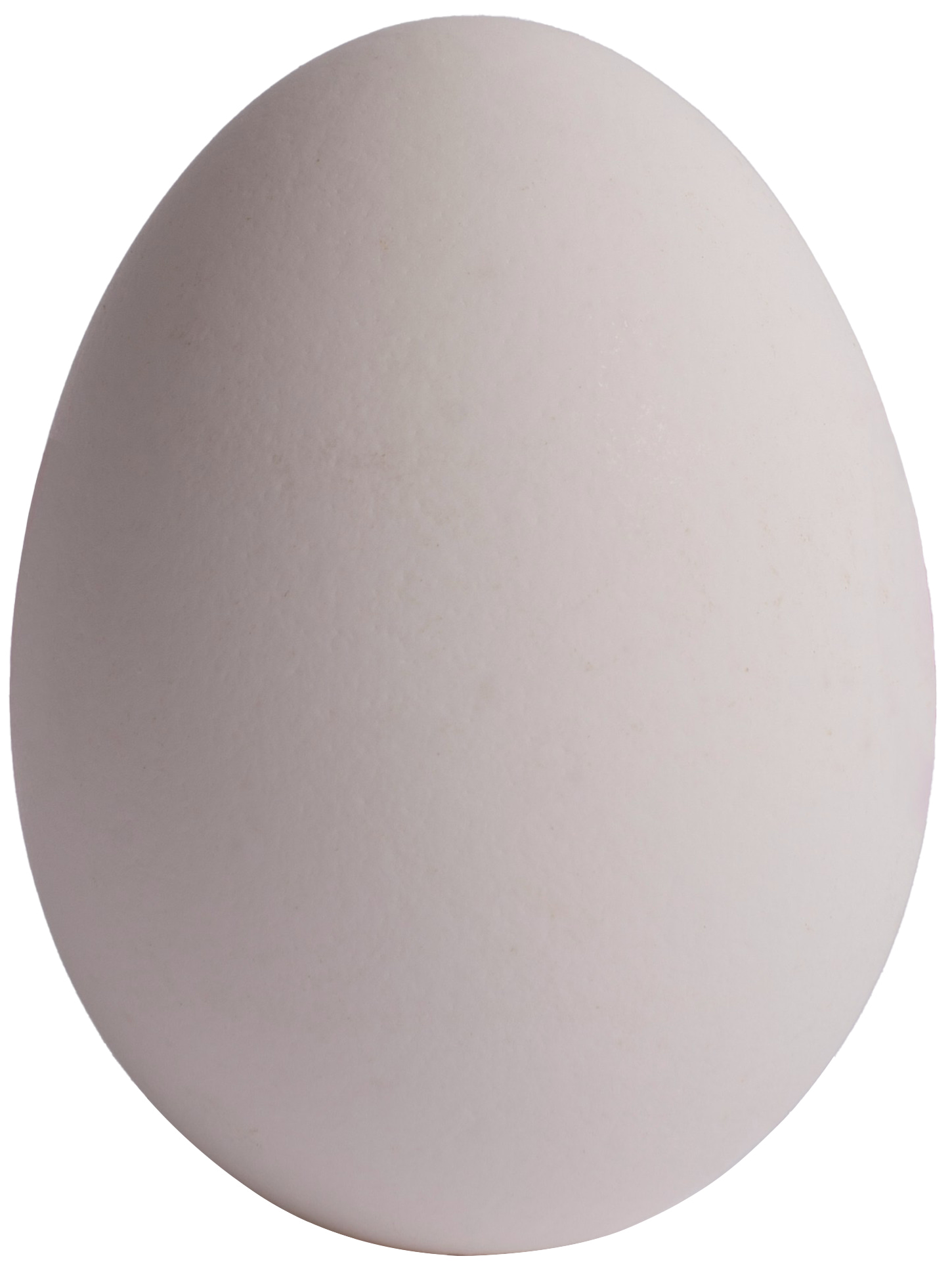 egg shell